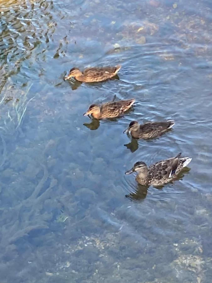 Villa Kosor Spring Blagaj Eksteriør billede